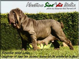 Sine^die Lola,,, daughter of Sine^die Sicano