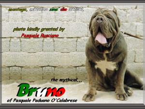Bruno di Pasquale Paduano O'calabrese oxo