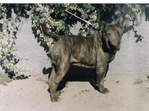 Figlio di Hatrim, fratello di Sansone Miranda Umberto O Baffone