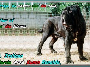 Ch. It. Vilardo Arke Kunon Ronaldo,,, 800 pixel