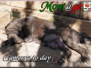 Camorra pregnant 28 March 2010,
