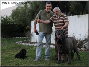 las Mastiff of Thierry,