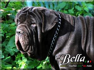 Bella,,, 14 months owner mastino Sine^die italia