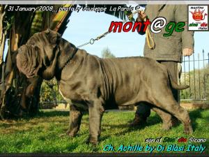 Ch Achille By Gianni  Di Blasi,,, 31 Gennaio 2008,,, figlio di Sine^die Sicano,,,