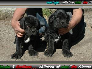 Siculo & Siciliano,,, children of sine^die Sicano,,,