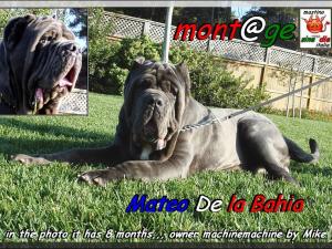Mateo De la Baia,,, 8 months owner Mike by machinemachine,
