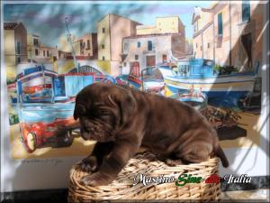 Sine^die Osiride daughter of Sine^die Cassiopea 30 days,