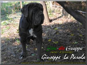 Sine^die Guappa,,, 9 October 2009