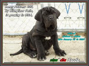 Erode sine^die,,, owner Giampiero Vella USA,,,