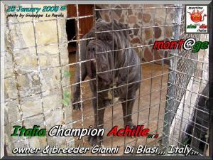 Ch. It. Achille by Gianni Di Blasi,,, tre years son of Sine^die Sicano,,,,