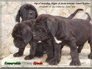 Cuccioli del Regno di Sicilia figli di Siciliano by Sine^die breeder Gianni Di Blasi,,