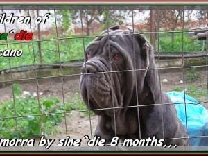 Camorra by sine^die daughter of Sicano to 8 months