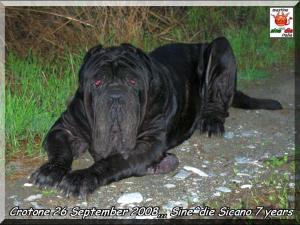 Sione^die Sicano 7 years,,, 29 sept. 2008