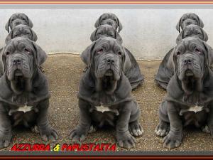 AZZURRA & PAPUSTAITA