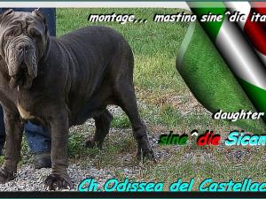 Ch. Odissea del Castellaccio,,,