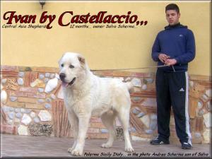 Ivan,,, Central Asia Shepherd oo2
