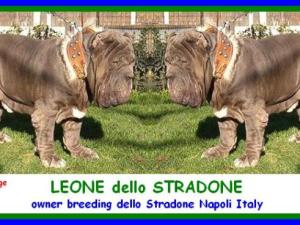LEONE dello STRADONE by SINE^DIE