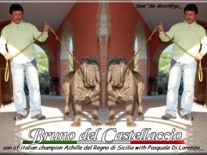 Bruno del Castellaccio son of Italian Ch. Achille,
