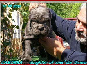 by sine^die Camorra daughter of sine^die Sicano.... 0378
