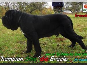 Champion Sine^die Eracle