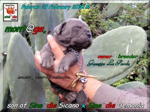 Cuccioli di Demonia & Sicano Sine^die,,, Palermo 29 Febbraio 2008,,,