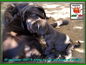 20 september 2007  Althea by sine^die & pups of Siciliano,,, xox