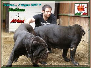 Joining,,, Althea x Siciliano by sine^die,,, oo5