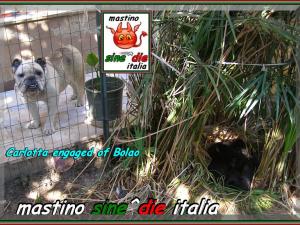 cuccioli Althea x Siciliano,,, 18 August 2007,,, xoxo