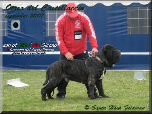 Ch. Otreo del Castellaccio son of Sine^die Sicano,,,