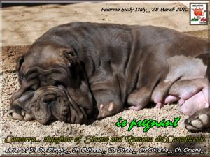Camorra pregnant 28 March 2010