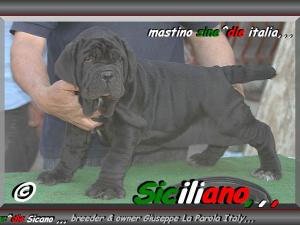 Siciliano son of sine^die Sicano breeder & owner mastino sine^die italia,,, by Giuseppe La Parola,,,