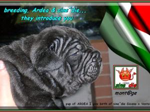 breeding, Ardea & sine^die, they introduce you Bandito