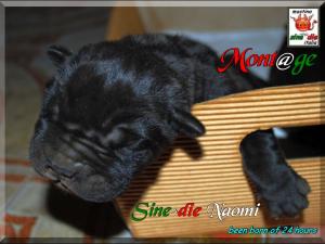 Sine^die Naomi