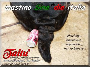 Taitu owner mastino Sine^die italia,,,