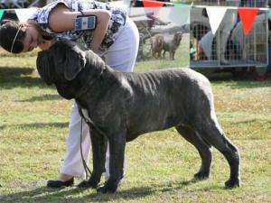 2vpPupMaleIMG_2755
