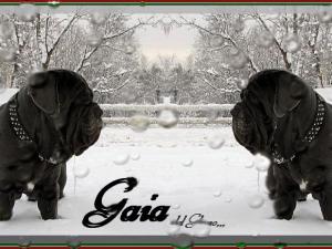 Gaia del Gheno,,,