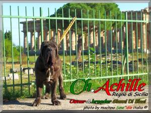 ATIMANA 2008,,, It. Ch. Achille del Regno di Sicilia,,, son of Sine^die Sicano,,