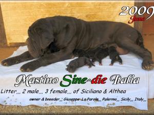 cuccioli Althea Siciliano 2009