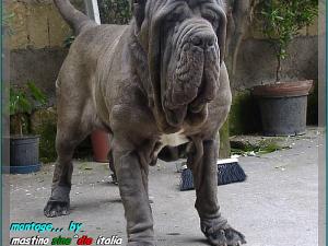 Ch Italiano Bruno by Enrico Sorrentino oxx