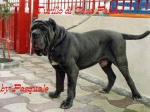 turillo di casa panico