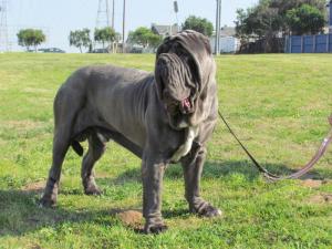 Leone1