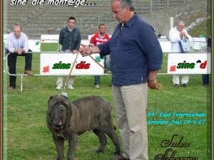 Ercolano, 28 Aprile 2007,, raduno mastino napoletano classe giovane maschi Bruno del Castellasccio,,,