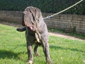 boban