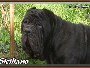 Siciliano by sine^die 10 months testa
