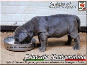 Sine^die Palermitana 32 giorni,,,,