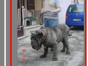 Pasquale &  ogan- montage