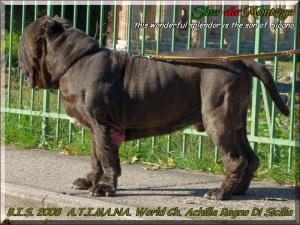 ATIMANA World Campion 2008 BIS,,, Ch. Achille del Regno di Sicilia,,