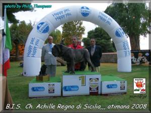 BIS It. Ch. Achillle Regno di Sicilia son of Sine^die Sicano