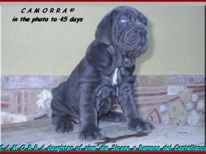 Camorra daughter of sine^die Sicano x Ramona del Castrllaccio 02