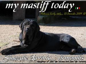 i miei mastini oggi Sine^die Lavinia,,,,,